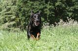 BEAUCERON 068